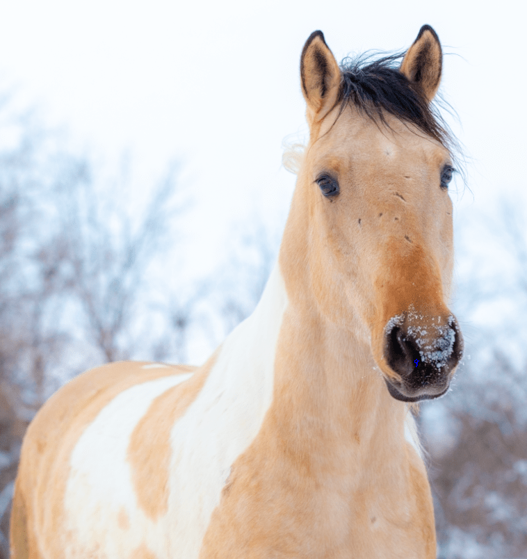 Bundle up for Equine portrait in the&nbsp;snow